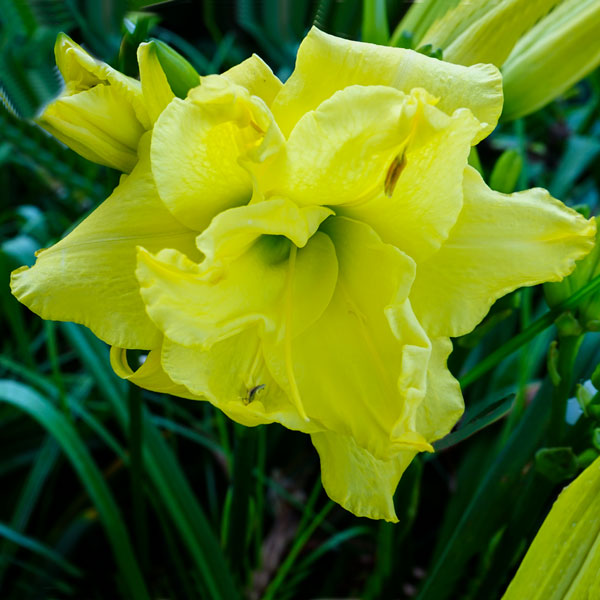 http://www.indianadaylilyirissociety.org/DaylilyNCAP2017/Yellow_Cupcakes.jpg