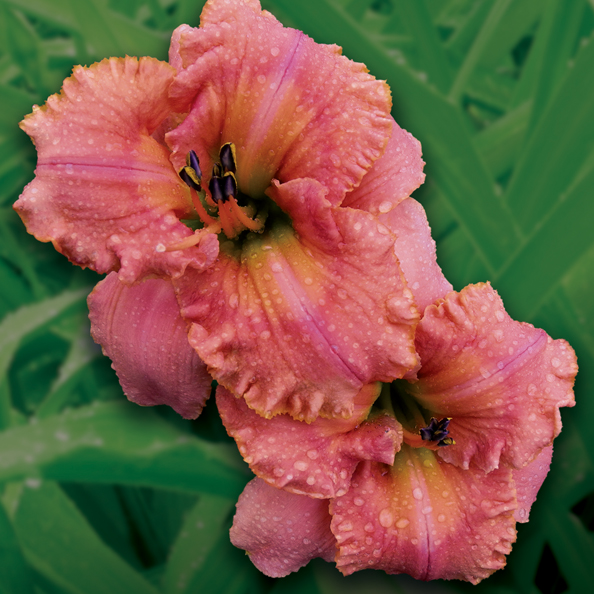 http://www.indianadaylilyirissociety.org/DaylilyNCAP2019/tropical_fruit_flight.jpg