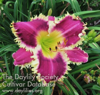 http://www.indianadaylilyirissociety.org/DaylilyNCAP2026/Switchblades.jpg