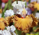 http://www.indianadaylilyirissociety.org/IrisNCAP2025/FlipACoin.png