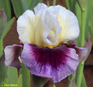 http://www.indianadaylilyirissociety.org/IrisNCAP2025/StareIntoMyEyes.png